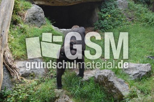 Gorillamutter und Kind 3.JPG